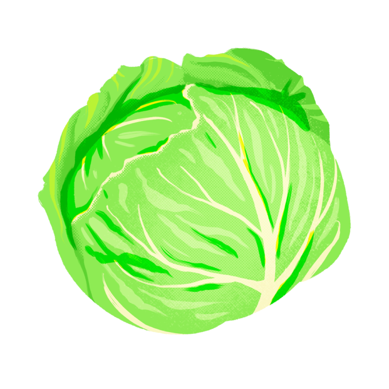 キャベツ